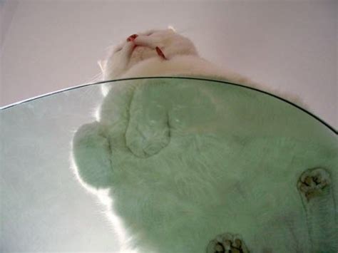 15 Funny Pictures Of Cats Sitting On Glass