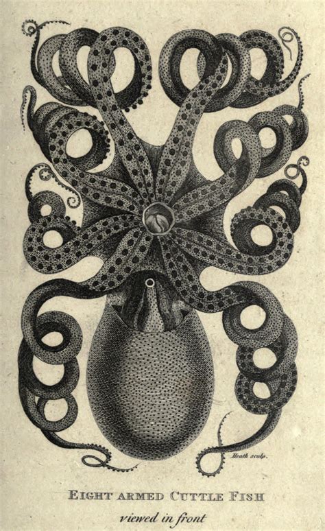 The Octopusthe Monster That Isnt Biodiversity Heritage Library