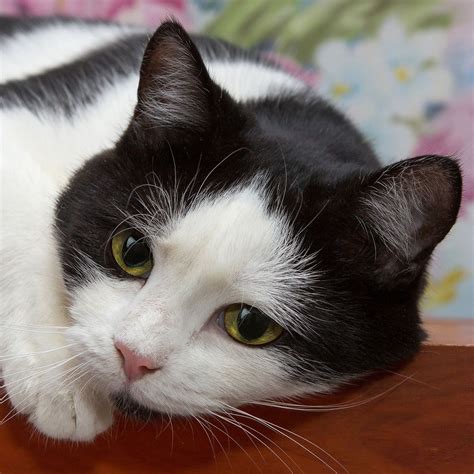 Adorable Tuxedo Cat 😍 Socute Cutenessoverload Tuxedocat Aww Cute