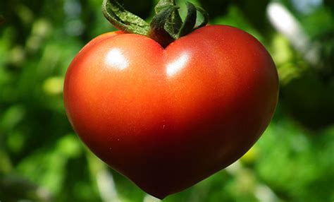 In the english language, the definition of a fruit is an edible fruit that does not include seeds. Are Tomatoes A Fruit Or A Vegetable? - Zidbits - Learn ...