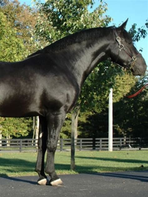 13 Breeds Where You Can Find All Black Horses Helpful Horse Hints