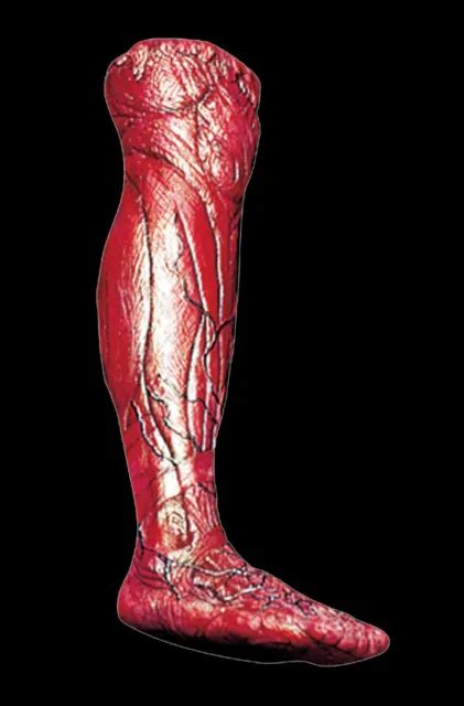 Life Size Right Bloody Gory Skinned Severed Leg Body Part Halloween