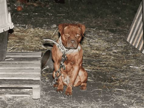 Dogs Rescued From Alleged Dog Fighting Ring In Neptune