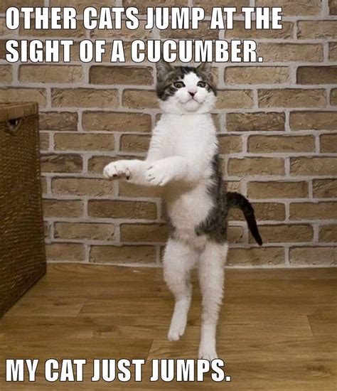 My Cat Just Jumps Lolcats Lol Cat Memes Funny