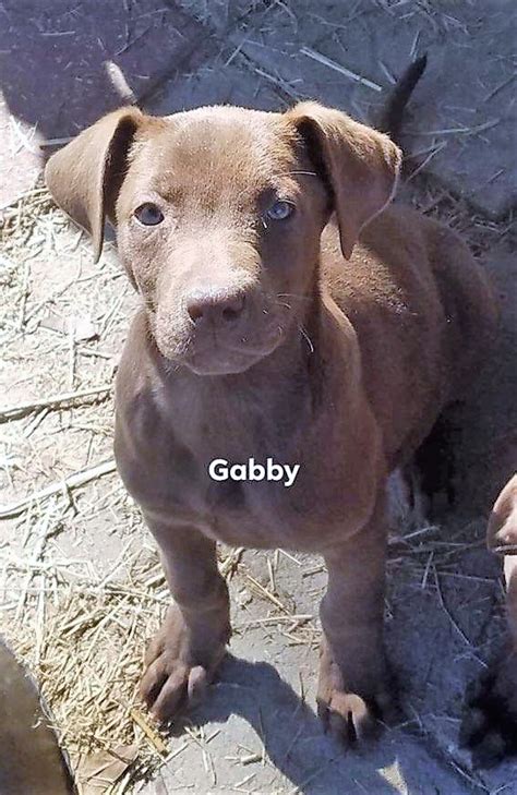 However, there are many things to consider before adopting a pet to help ensure the right dog is placed with the right family. Meet Gabby-adopted - Chicagoland Dog Rescue