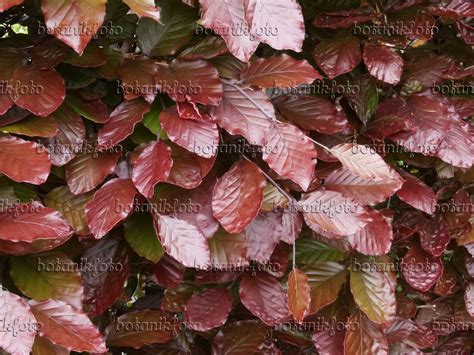 Image Copper Beech Fagus Sylvatica Atropunicea 454024 Images Of