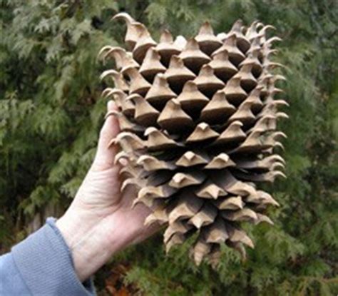 All conifers bear cones and have needles or scalelike foliage. Conifer Tree Cones of Winter - Door County Pulse