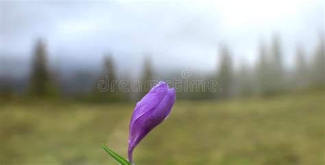 Blooming Alpine Crocus Flower A Purple Flower On A Blurred Background