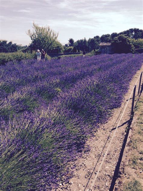 Lavender Field In St Remy De Provence ラベンダー 美しい花 お花畑