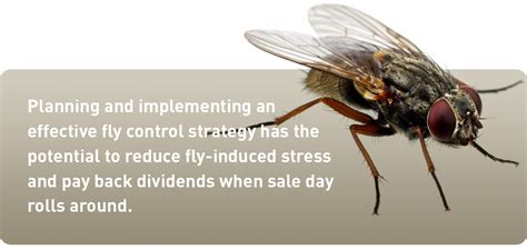 cattle fly control methods and strategies ifa s helping to grow blog