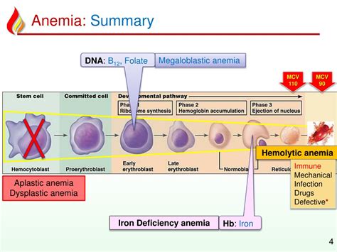 Ppt Anemia5 Anemias Minor Powerpoint Presentation Free Download Id