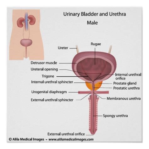 Male Urinary Organs Labelled Diagram Zazzle