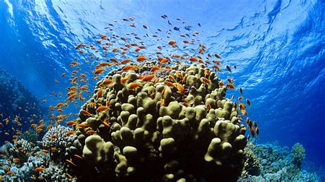Animals Sea Fish Underwater Coral Coral Reef Biology Ocean Reef