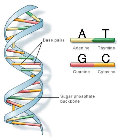 Lecture 2 Basics Of Dna And Sequencing By Synthesis