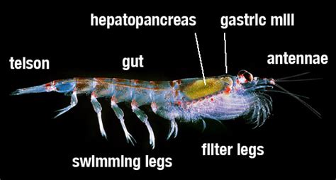 F107 Group 1 — Lets Krill This Love