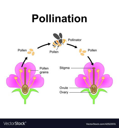 Pollination Process Royalty Free Vector Image Vectorstock