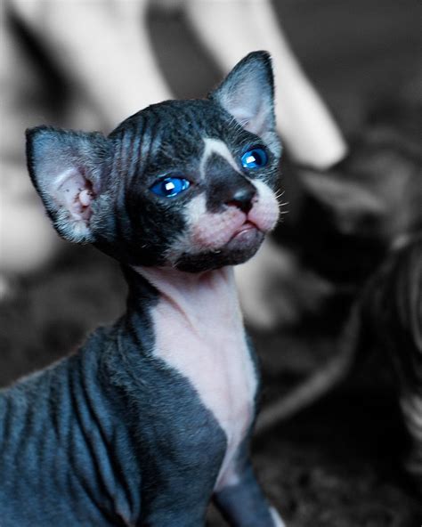 Blue Eyes Boy Sphynx Kitten Portraitwat Een Mooie Sphynx