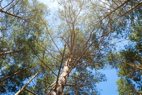 Pine Trees And Blue Sky Looking Up Inside Forest Stock Photo Image