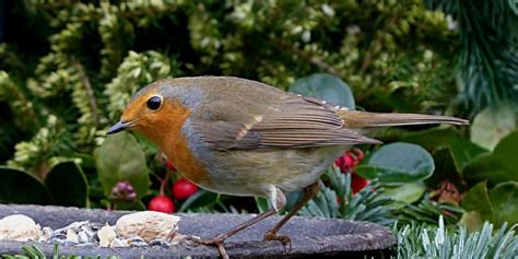6 Conseils Essentiels Et Simples Pour Attirer Les Oiseaux Au Jardin Et