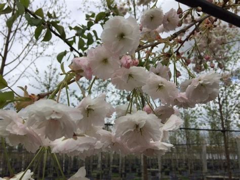 Prunus Shimidsu Sakura Japanese Cherry — Blushing Bride Deepdale Trees