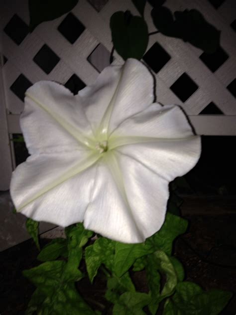 We did not find results for: Moon Flower | Moon flower, Flowers, Plants