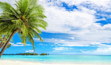 Tropical Island Sea Beach Landscape Green Coconut Palm Tree Leaves