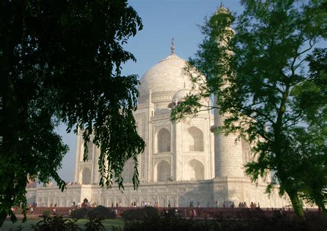 Taj Mahal Through Trees Wallpaper Animals Wallpaper Better