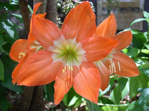 Orange Tropical Flower 2 By Retoucher07030 On Deviantart