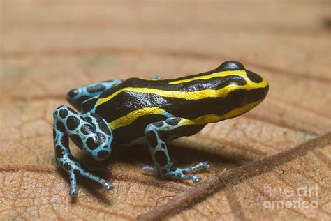 Black And Yellow Dart Frog Photograph By William H Mullins Pixels