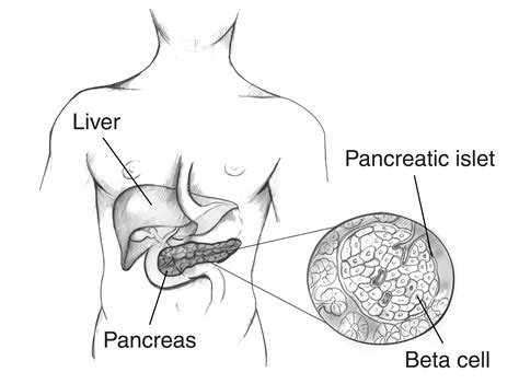 Male Torso Showing The Location Of The Liver And The Pancreas With An