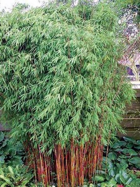 Fargesia Nitida Red Dragon Fargesia Bambou Fargesia Planter Bambou