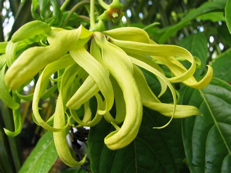 Bunga kenanga (cananga odorata) merupakan bunga yang berasal dari beberapa negara di asia tenggara khususnya filipina, thailand dan indonesia. Wow Air Rebusan Bunga Kenanga Mampu Atasi ASMA/SESAK NAFAS ...