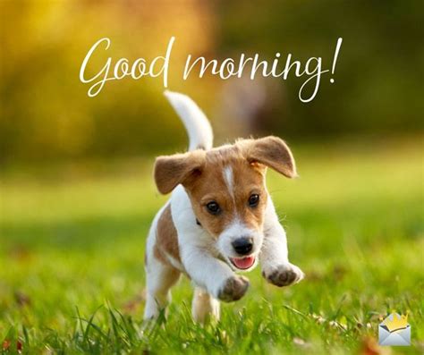 Good Morning Pic With Playful Cute Little Puppy Good Morning Puppy