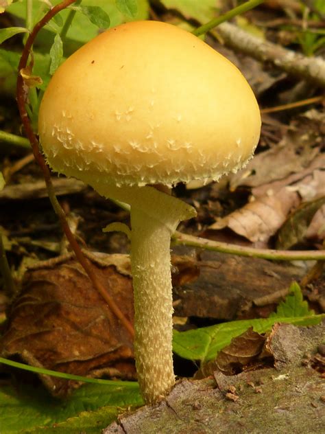 Fotos gratis naturaleza bosque planta flor otoño botánica seta