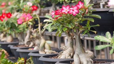 Is A Desert Rose A Cactus Cactus Or Succulent Best Cactus Guide