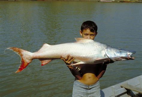 Giant Amazonian Catfish Is A Record Breaking Traveler Live Science