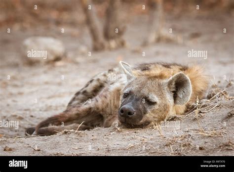 Hyena Close Hi Res Stock Photography And Images Alamy