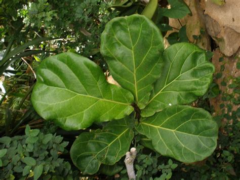 Powdery mildews rank among the most important diseases of food and ornamental plants. Ficus lyrata (Moraceae) image 17754 at PhytoImages.siu.edu ...