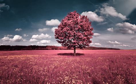 Free Download 73 Wallpaper Pink Nature Hd Terbaru Background Id
