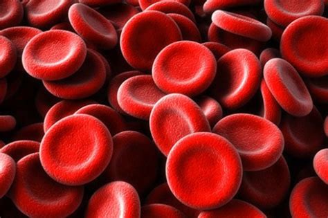 Red Blood Cells Pictures