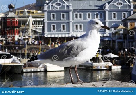 A Seagull Relaxes In Cape Town Harbour Stock Image Image Of Outdoors