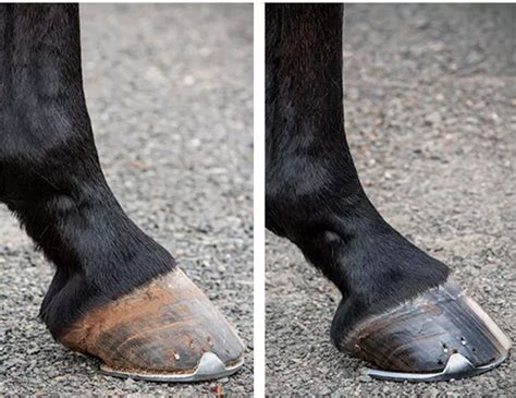 Have You Ever Battled Navicular Syndrome Here Are The Basics