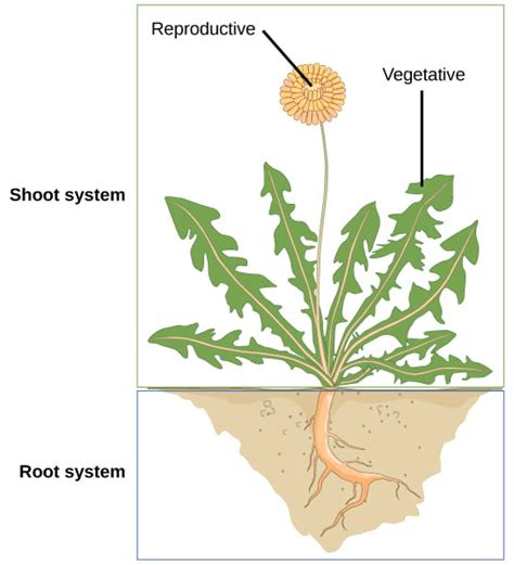 Plant Development I Tissue Differentiation And Function Organismal Biology
