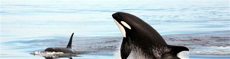 Give Endangered Orcas A Fighting Chance