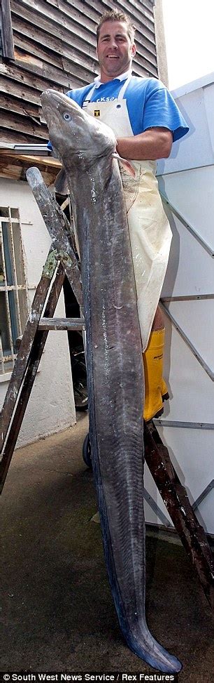 Pictured The Whopping 10ft Conger Eel That Makes Feeding The Five