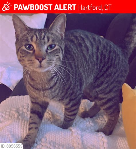 Hartford Ct Lost Male Cat Theto Is Missing Pawboost