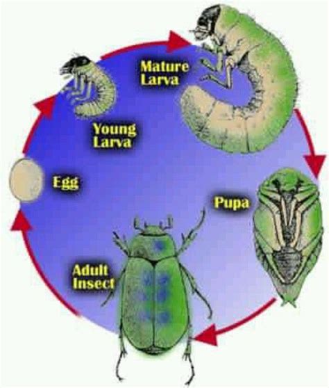 Grub Worm Cycle Science Camp Summer Science Garden Bugs Backyard