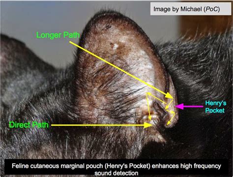 Mengenal Celah Di Telinga Kucing Bernama “henrys Pocket” Petnyaku