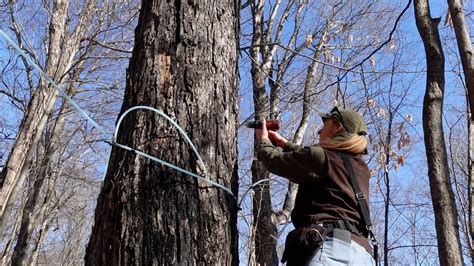 How To Tap Maple Trees Sap Yield Tree Health Fixing Leaks And My