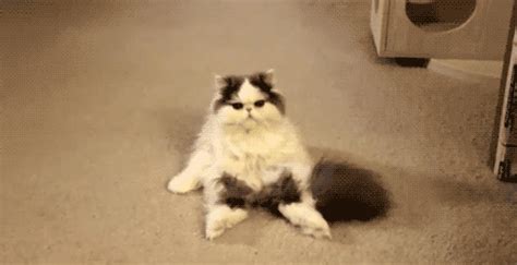 Funny Cat Gifs 2023 Best Cool Funny
